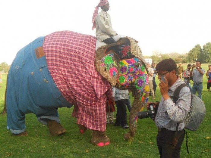 Elephant in shirt and trousers