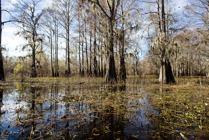 Henderson Swamp Louisiana Canon 5D Mark 2
